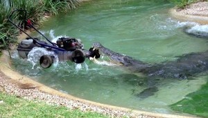 VIDEO: Takto krokodíl kosačku ukradol