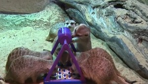 VIDEO: Surikaty v ZOO dostali darček, ktorý ich mimoriadne potešil