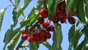 Sezóna čerešní: Aj napriek prirodzeným nepriateľom sa im u nás stále darí