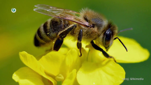 Ste alergickí na uštipnutie hmyzu? Týchto 5 druhov je najväčšou hrozbou!