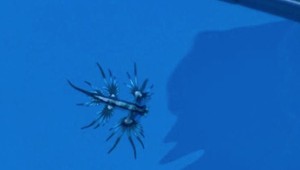 Jedovatý "Modrý drak" terorizuje Španielsko: Kúpanie zakázali na 11 kilometroch pláže