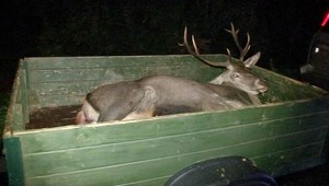 Opitý vodič (33) zrazil jeleňa, po diaľnici pri Važci behali kravy