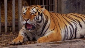 VIDEO: V Žiline tiger napadol ženu