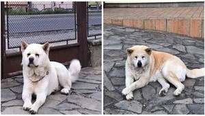 Pomôžte nájsť týchto dvoch psov