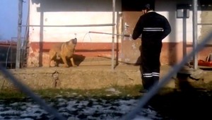 Rodina utiekla z domu pred zúrivým psom