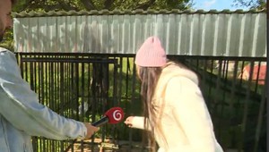 Ráno prišla do voliéry za milovaným psom, no zostali jej iba oči pre plač. V noci jej ho ukradli zlodeji