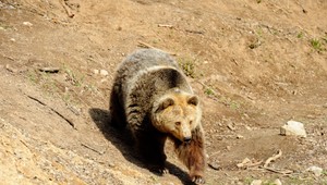 Koľko je na Slovensku medveďov? Na štúdiu sa vzniesla kritika