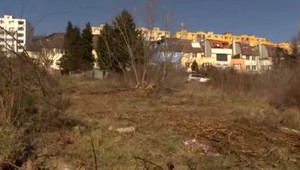 Inšpekcia životného prostredia dostala ďalší podnet s nelegálnym výrubom stromov v Bratislave