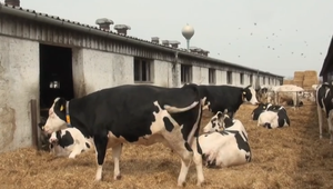 MPRV uvoľnilo niektoré opatrenia proti šíreniu slintačky a krívačky