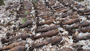 Pyrotechnici zasahovali hodiny: V lese našli 180 funkčných mín