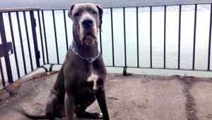 Ajša, ktorá sa stratila pri Myjave, sa našla