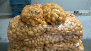 U susedov ničí zemiaky nákaza. Slovensko je podľa ministerstva chránené, no obavy pretrvávajú