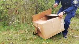 VIDEO: Záchrana kačacej rodiny. Štrnástim káčatkám išlo o život