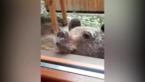 Obrovská medvedica už nebude naháňať strach. Zásahový tím ju musel usmrtiť