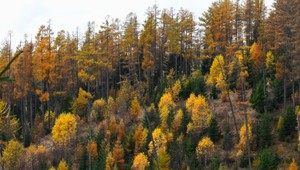Skrátené lehoty pre výruby stromov: Príležitosť alebo hrozba pre slovenské lesy?