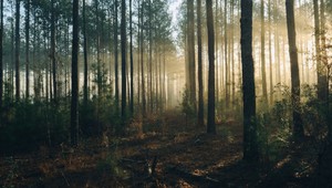 Prečo je najväčším filtrom CO₂ na Slovensku les?