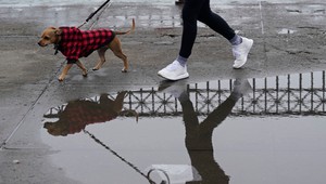 Žena išla po ulici s manželom na vôdzke. Venčím psa, povedala policajtom počas lockdownu