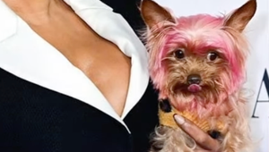 Toto je poriadny fail! Speváčka rozčúlila ochrancov zvierat svojím nafarbeným psíkom!