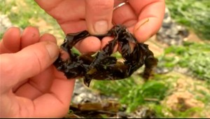 Tip na sexy bronz bez opaľovacích krémov. Na scénu prichádzajú morské riasy