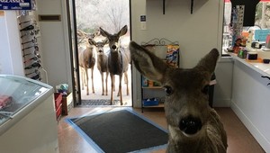 - Dobrý deň, máte mlieko? - V obchode sa zjavila táto štvornohá zákazníčka