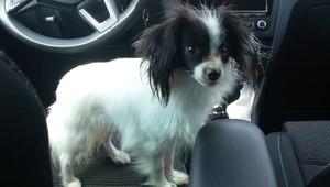 Pomôžte nájsť Benka. Majiteľka ponúka odmenu 5000 eur