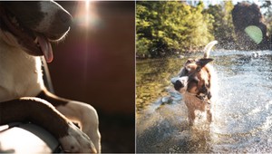 Veterinári bijú na poplach: Prehriatie psov je tichý zabijak! AKO mu zabrániť?