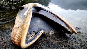 Vedci objavili v zátoke v Patagónii vyše 300 uhynutých veľrýb