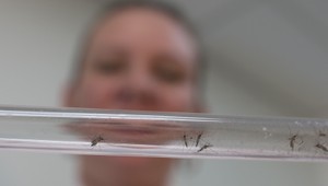 Vakcína proti vírusu zika bude do roka, sľubujú brazílske úrady