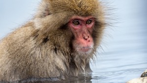 Sme potomkami vodných opíc? Vedci odhaľujú nové dôkazy!