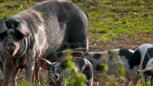 Žije si prasa ako v žite? Podľa nových výskumov to môžeme zistiť