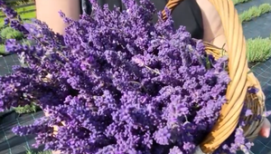 VIDEO: Čarovaná lúka plná levandúľ zažila veľký nával ľudí