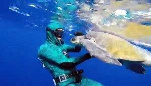 VIDEO. Potápač zachránil korytnačku, tá sa mu odvďačila