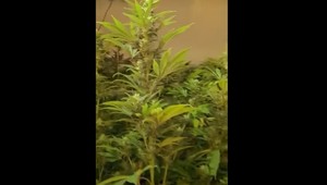 Poplach pri Lučenci. Policajti našli obrovské drogové laboratórium, domáci mali žiť v strachu