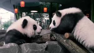 Po tom, ako zavreli pre koronavírus ZOO, sa stalo niečo neuveriteľné! Pandy sa po 10 rokoch opäť spárili