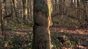 Vandali ukradli štátnym lesom informačné tabule. Hrozilo, že ich zabije padajúci strom