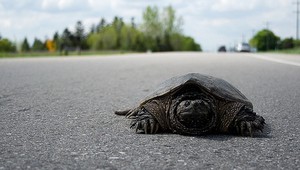 Ochrancovia lesa sa tešia psej zábave. Vyhrabávaním korytnačiek im pomáhajú chrániť ich