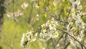 Zlá správa pre alergikov: Peľová sezóna sa stále predlžuje, toto je dôvod