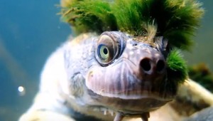 Má zelené číro a dokáže dýchať pod vodou. Takých ako ona je už málo