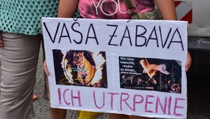 Sloboda zvierat chce, aby divožijúce zvieratá nesmeli vystupovať v cirkusoch