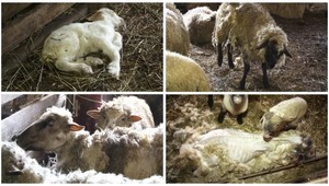 Hrôza! Mŕtve mláďatá a zúbožené ovce sú podľa farmárov v poriadku