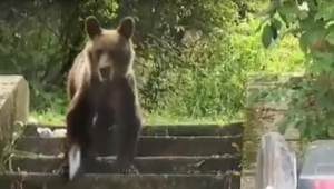 Už niekoľko dní Ružomberok pravidelne navštevuje mladý medveď. Neodplašia ho už ani policajné sirény