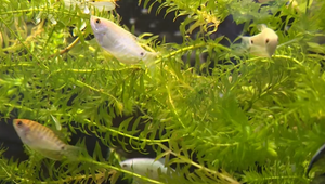 Šetrenie ich malo pripraviť o rybičky na staniciach. Záchranári však bitku o akváriá nevzdávajú