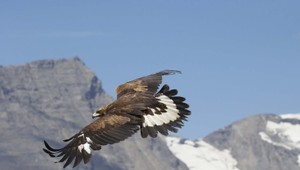 Orlia rodinka adoptovala mláďa svojho úhlavného nepriateľa