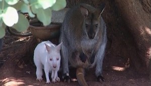 Unikátne! Na svet prišiel biely klokan