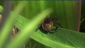 Štúdia potvrdzuje problémy s pamäťou a koncentráciou po lymskej borelióze