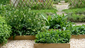 Potrebujete sa upokojiť? Siahnite aj po týchto 6 bylinách