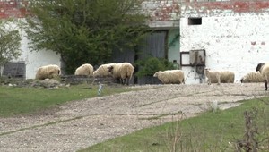 Na južnom Slovensku vlky napadli stádo oviec. Viaceré zvieratá uhynuli