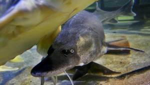 Arogantní pytliaci odsúdili na smrť desiatky rýb