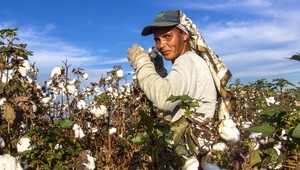 V Komárne prvýkrát dopestovali bavlnu