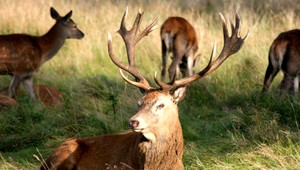 Ak poľovníci nepostrieľajú dosť zvierat, zaplatia 15 000 eur